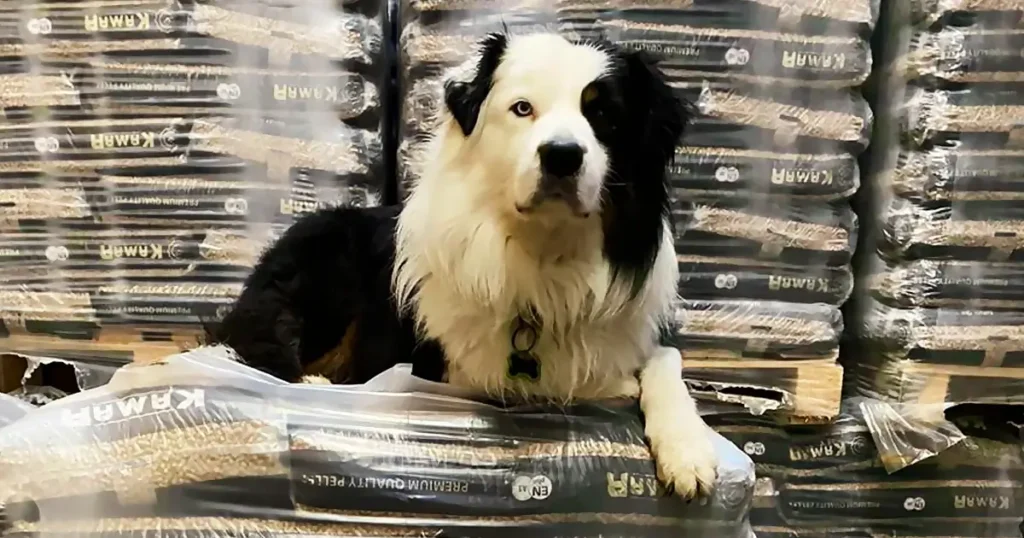 Iso, hyrdehund, på sække med træpiller